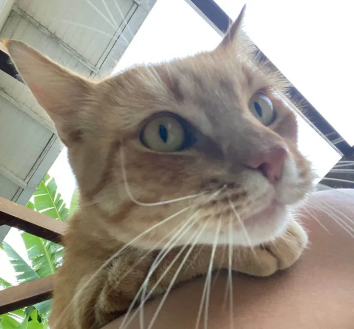 Gato ra a SRD-ViraLata idade 3 anos nome Eunice