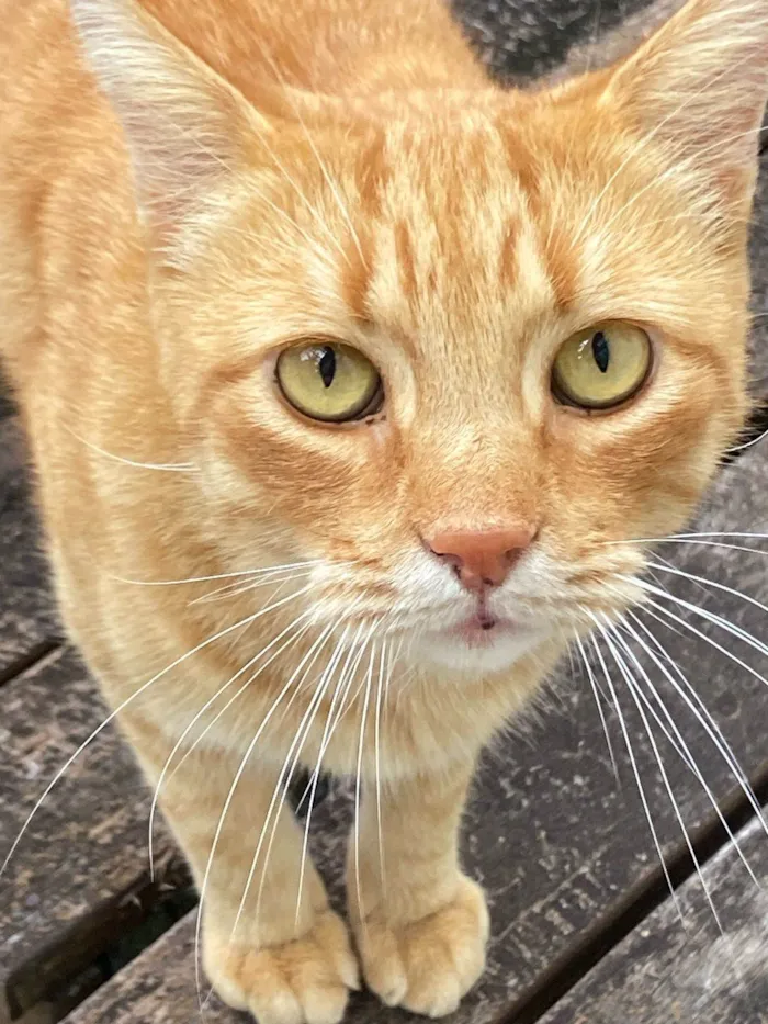 Gato ra a SRD-ViraLata idade 3 anos nome Eunice