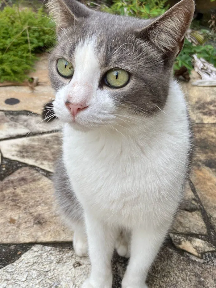 Gato ra a SRD-ViraLata idade 3 anos nome Eunice