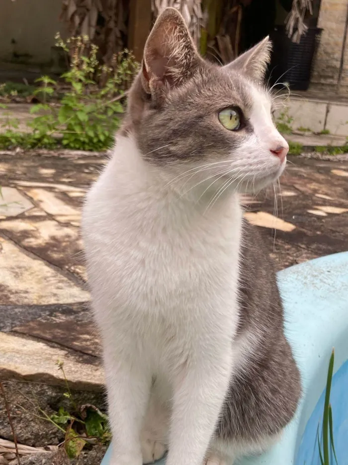 Gato ra a SRD-ViraLata idade 3 anos nome Eunice
