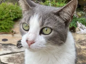 Gato raça SRD-ViraLata idade 3 anos nome Eunice