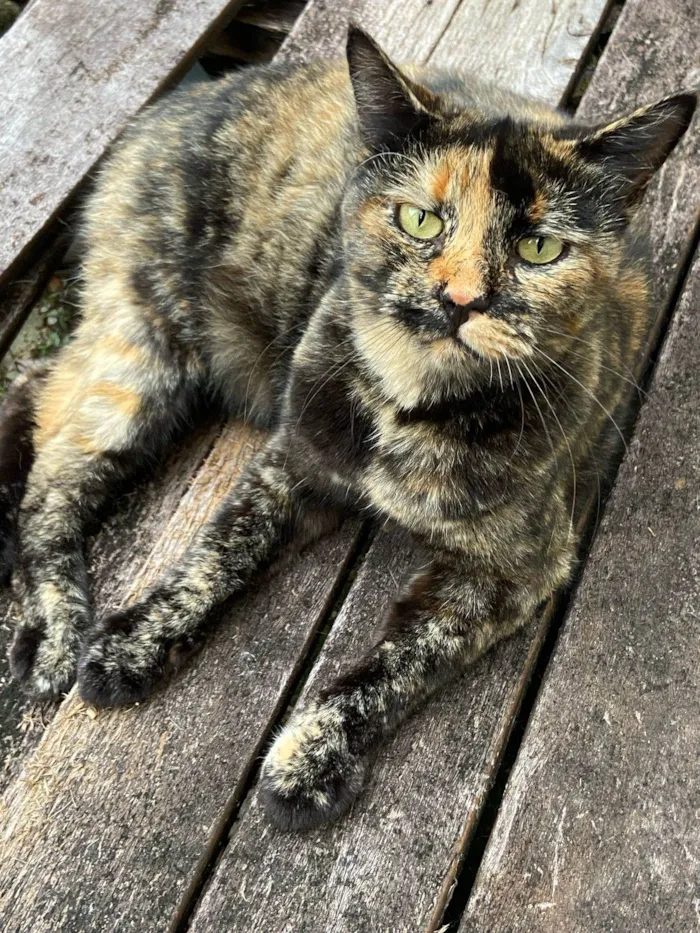 Gato ra a SRD-ViraLata idade 3 anos nome Eunice