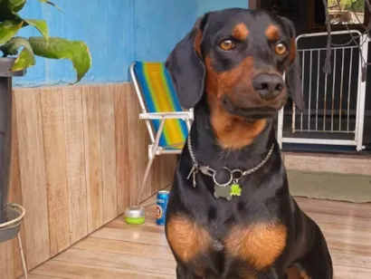 Cachorro raça SRD-ViraLata idade 1 ano nome Tygor 
