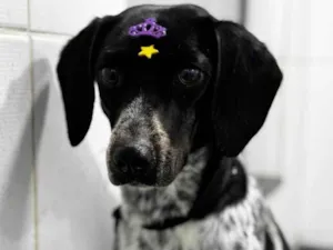 Cachorro raça SRD-ViraLata idade 1 ano nome Chica 
