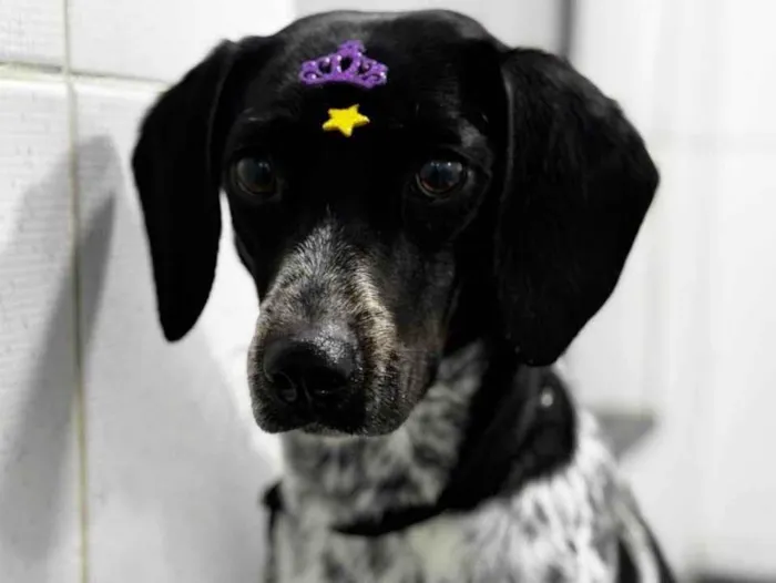 Cachorro ra a SRD-ViraLata idade 1 ano nome Chica 