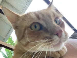 Gato raça SRD-ViraLata idade 3 anos nome Eunice