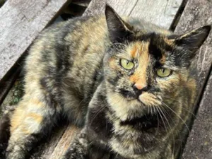 Gato raça SRD-ViraLata idade 3 anos nome Eunice