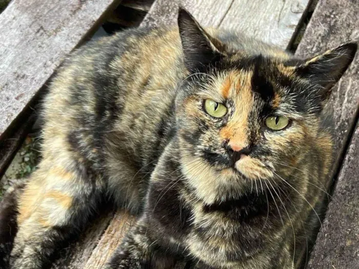 Gato ra a SRD-ViraLata idade 3 anos nome Eunice