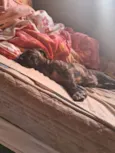 Zayra