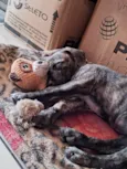 Zayra