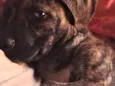 Zayra