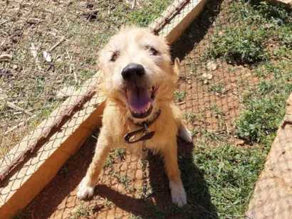 Cachorro raça SRD-ViraLata idade 6 ou mais anos nome Joaquim