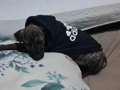 Cachorro raça SRD-ViraLata idade 2 a 6 meses nome Zayra