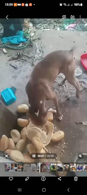Cachorro raça Pit-Bull idade 3 anos nome Spark