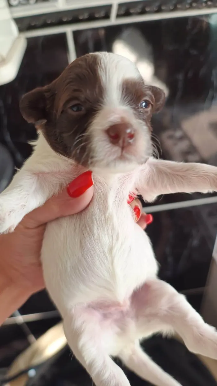 Cachorro ra a SRD-ViraLata idade Abaixo de 2 meses nome  Falar com Cristiane - Whats 11 99696-1436