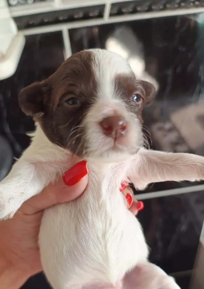Cachorro ra a SRD-ViraLata idade Abaixo de 2 meses nome  Falar com Cristiane - Whats 11 99696-1436