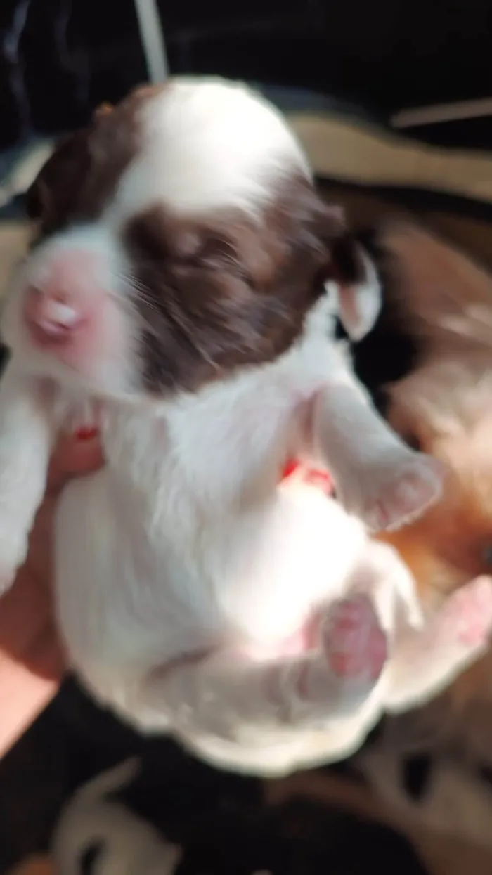 Cachorro ra a SRD-ViraLata idade Abaixo de 2 meses nome  Falar com Cristiane - Whats 11 99696-1436