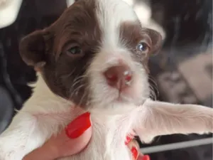 Cachorro raça SRD-ViraLata idade Abaixo de 2 meses nome  Falar com Cristiane - Whats 11 99696-1436