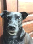 Pitoco