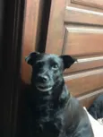 Pitoco