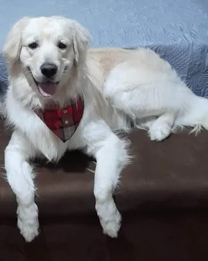 Cachorro raça Labrador idade 3 anos nome Marley