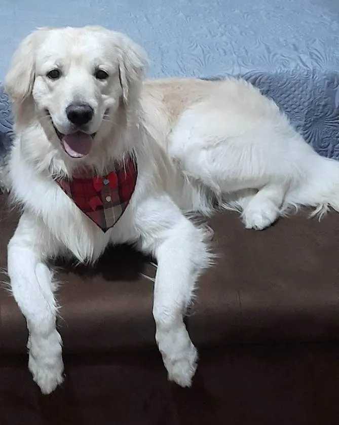 Cachorro ra a Labrador idade 3 anos nome Marley