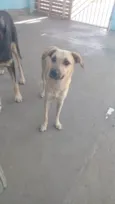 Menininha