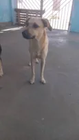 Menininha