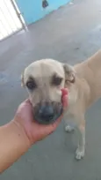 Menininha