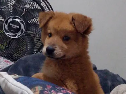 Cachorro raça Chow Chow idade 2 a 6 meses nome Betowen