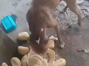 Cachorro raça Pit-Bull idade 3 anos nome Spark