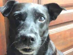 Cachorro raça SRD-ViraLata idade 7 a 11 meses nome Pitoco
