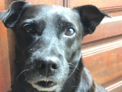 Cachorro raça SRD-ViraLata idade 7 a 11 meses nome Pitoco