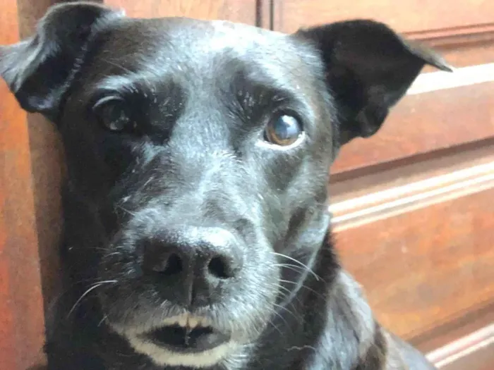 Cachorro ra a SRD-ViraLata idade 7 a 11 meses nome Pitoco