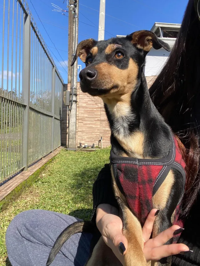 Cachorro ra a SRD-ViraLata idade 7 a 11 meses nome Tobbi 
