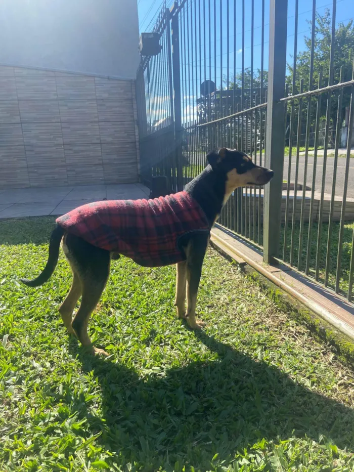 Cachorro ra a SRD-ViraLata idade 7 a 11 meses nome Tobbi 