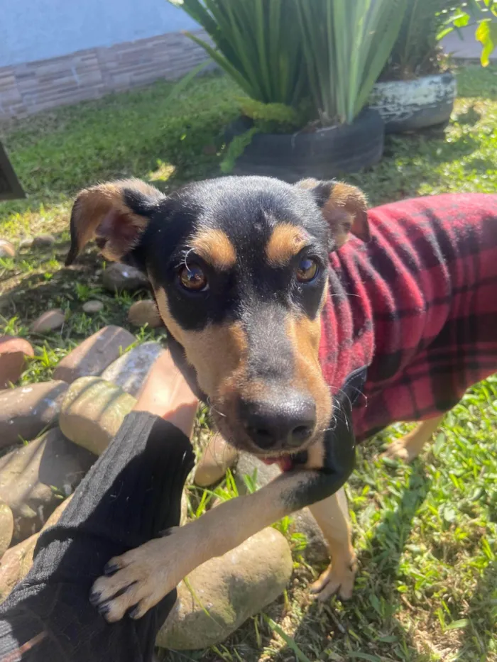 Cachorro ra a SRD-ViraLata idade 7 a 11 meses nome Tobbi 