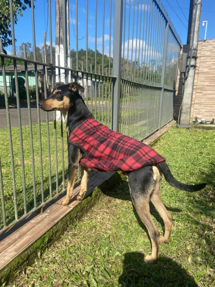 Cachorro ra a SRD-ViraLata idade 7 a 11 meses nome Tobbi 