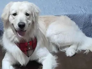 Cachorro raça Labrador idade 3 anos nome Marley