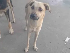 Cachorro raça SRD-ViraLata idade 1 ano nome Menininha 