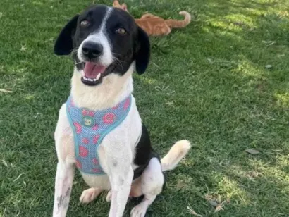 Cachorro raça SRD-ViraLata idade 2 anos nome Costelinha 
