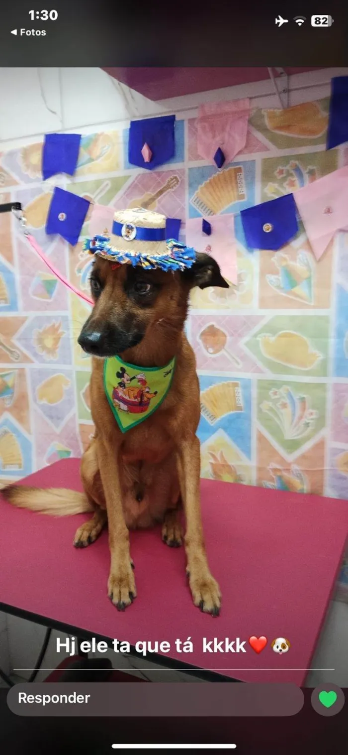 Cachorro ra a SRD-ViraLata idade 4 anos nome Zafick