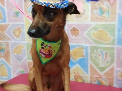 Cachorro raça SRD-ViraLata idade 4 anos nome Zafick