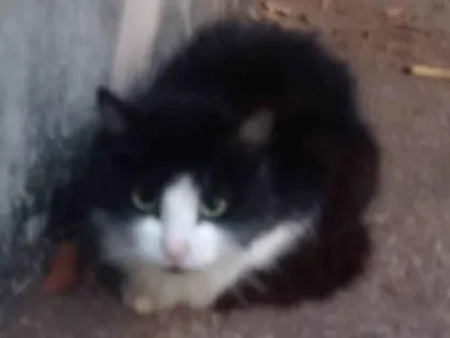 Gato raça SRD-ViraLata idade 2 anos nome Pollyana Rogowski