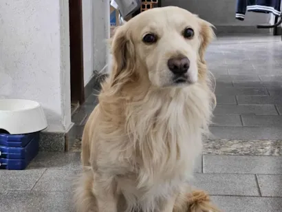 Cachorro raça SRD-ViraLata idade 4 anos nome Mike