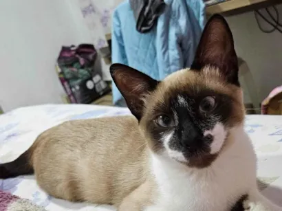 Gato raça SRD-ViraLata idade 2 a 6 meses nome Pequeno