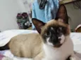 Pequeno