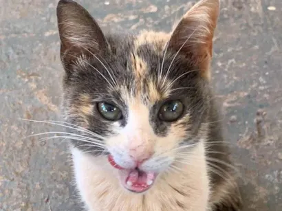Gato raça SRD-ViraLata idade 7 a 11 meses nome Nao sei