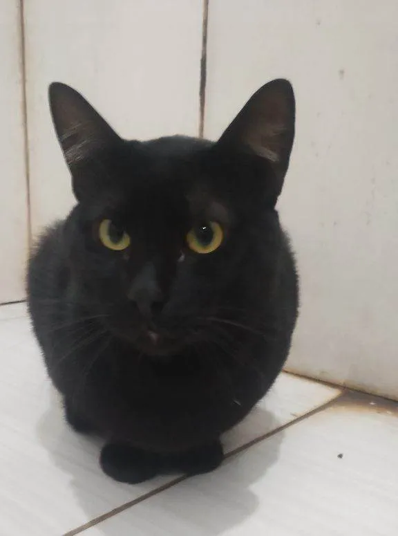 Gato ra a SRD-ViraLata idade 2 a 6 meses nome Falar com Guilherme - Whats 11 98176-5645