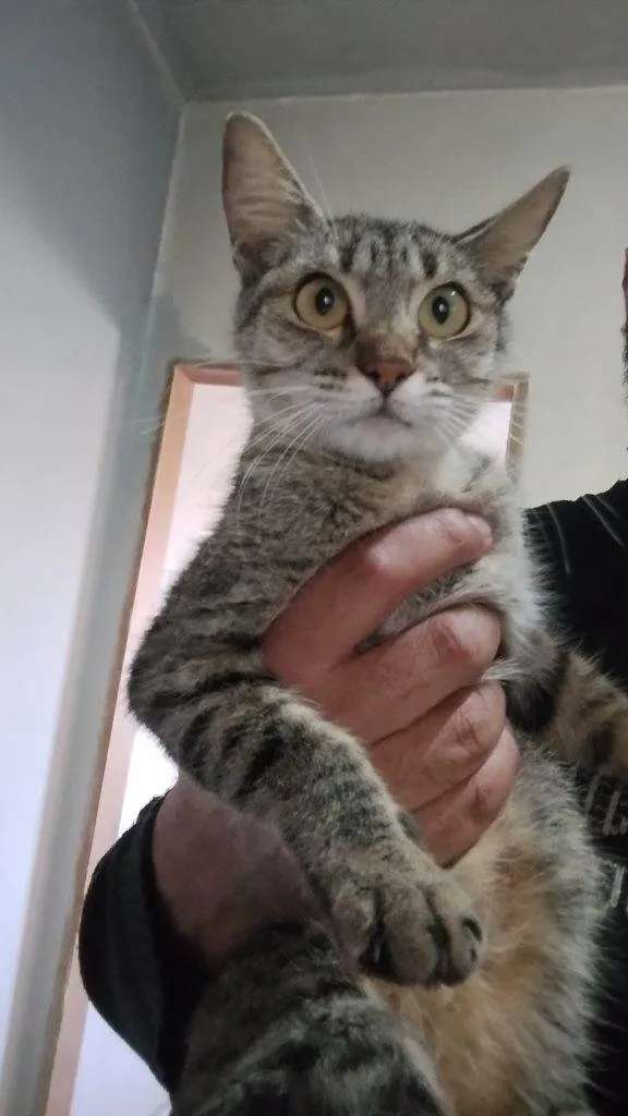 Gato ra a SRD-ViraLata idade 2 a 6 meses nome Falar com Guilherme - Whats 11 98176-5645
